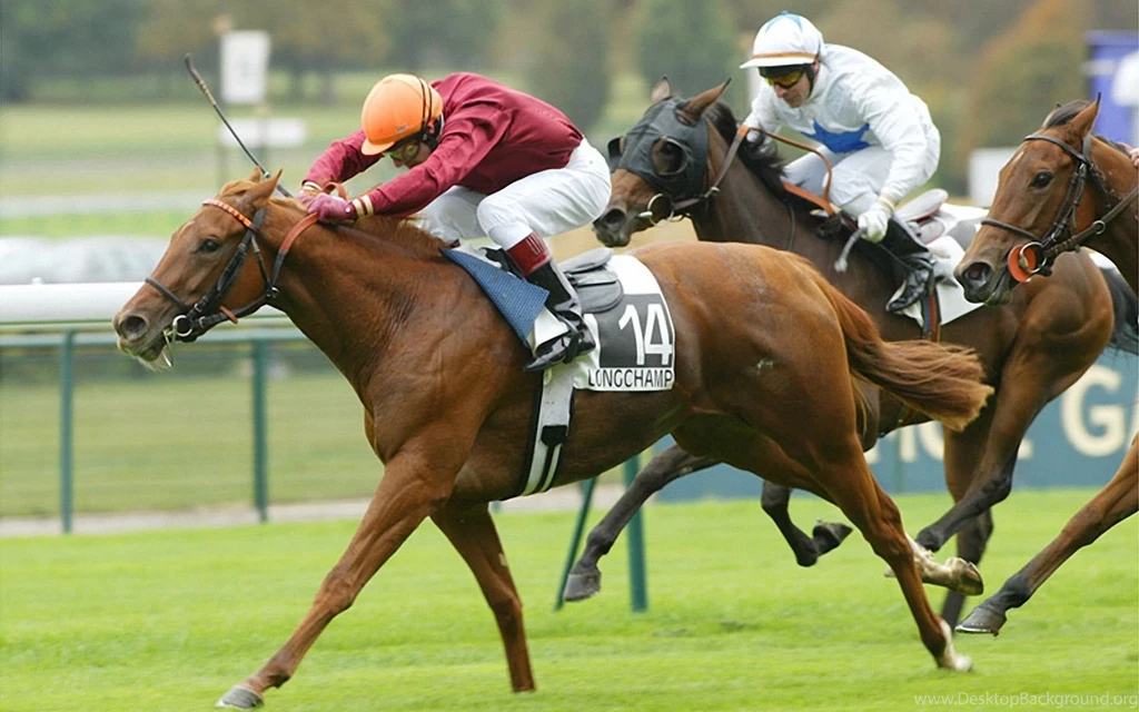 Horse Racing Number 14 1920x1200 Wallpapers, 1920x1200 Wallpapers ...