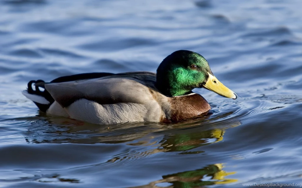 Download Duck Wallpaper Backgrounds 8507 1680x1050 Px High ...