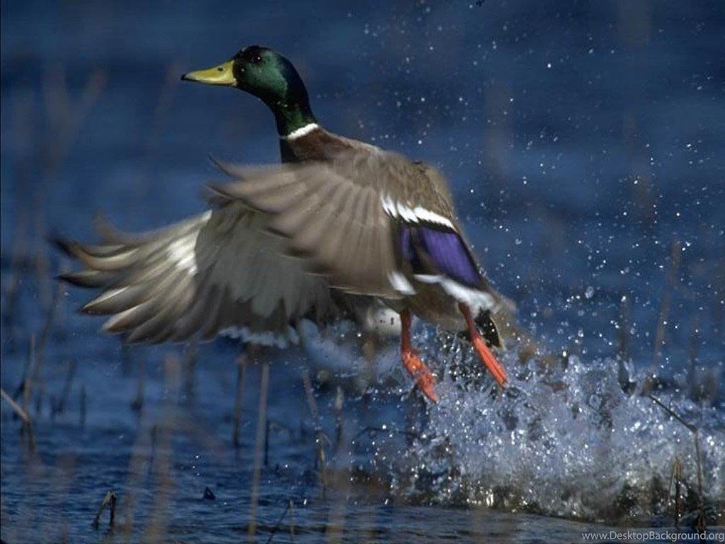 Free Duck Wallpapers Animals Town