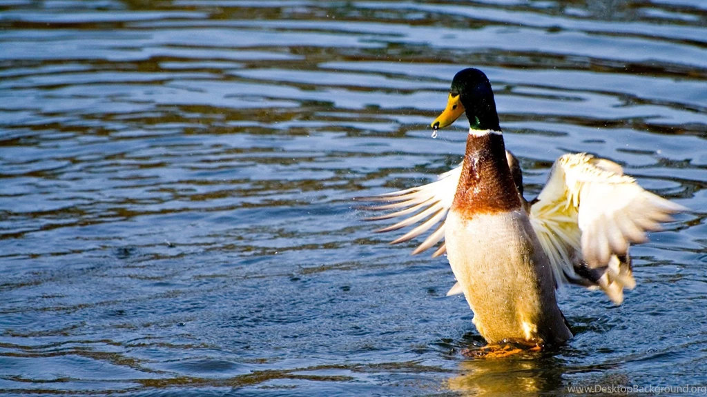 Duck Computer Wallpapers, Desktop Backgrounds