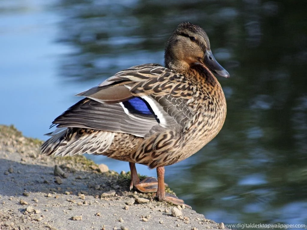 Duck HD Wallappers