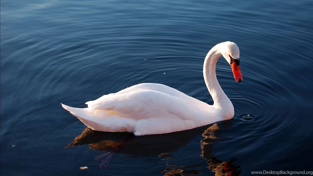 Duck HD Wallpapers , New Wallpapers, New Wallpapers
