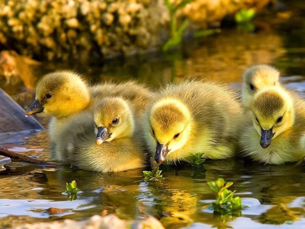 Baby duck wallpaper HD.jpg