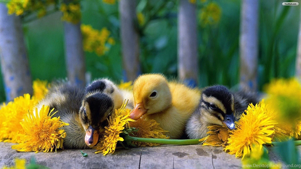 Cute baby ducks wallpaper.jpg