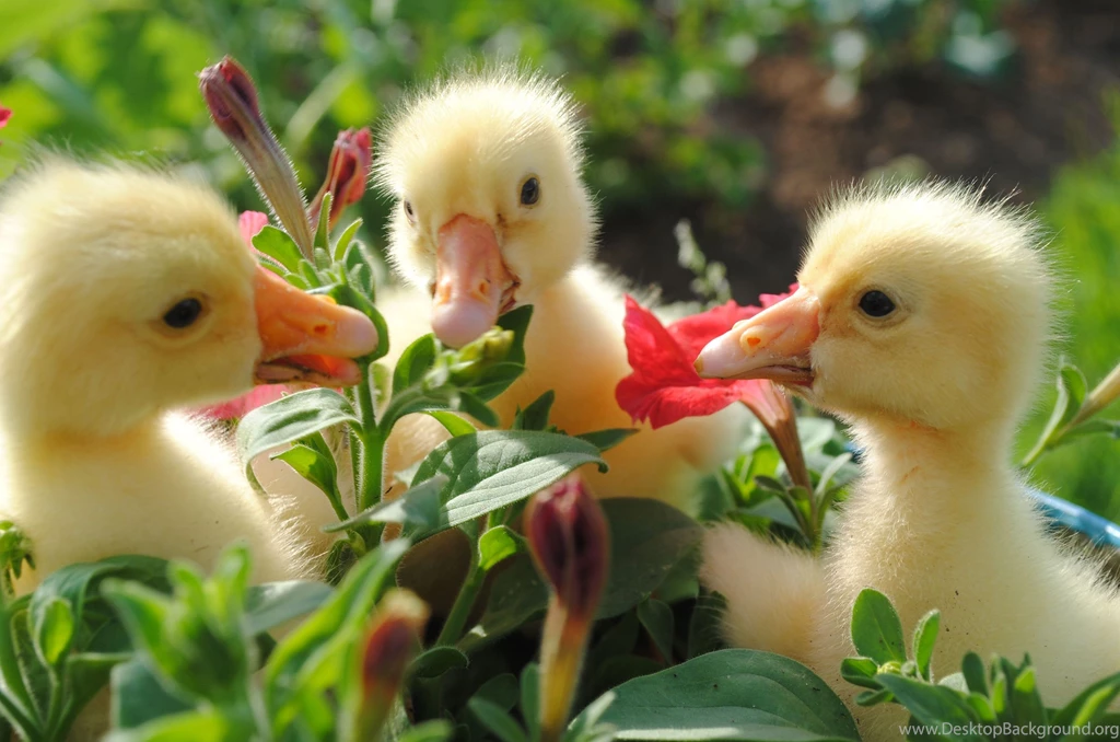 Ducks Computer Wallpapers, Desktop Backgrounds