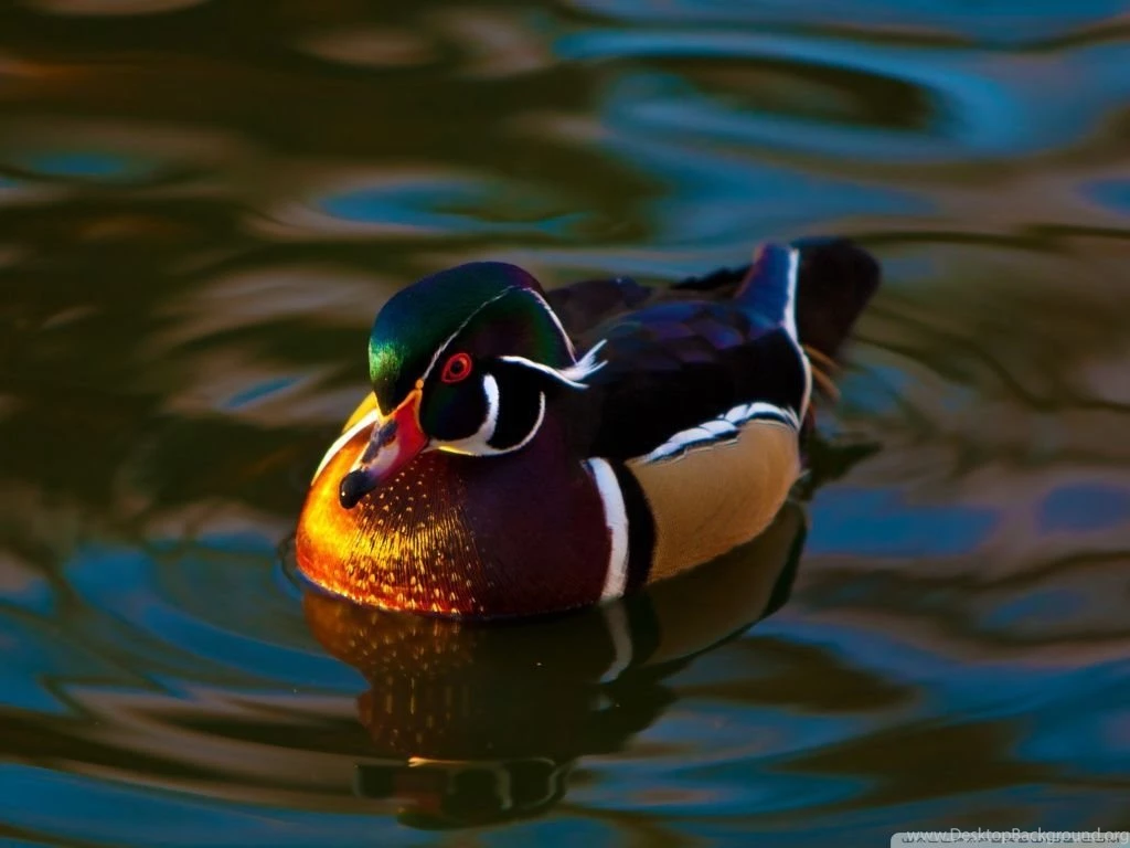 Mandarin Duck HD Desktop Wallpapers : High Definition : Fullscreen ...