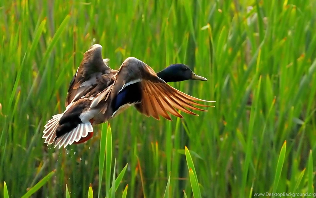 Mallard Duck Wallpapers HD Wallpaper Backgrounds Of Your Choice
