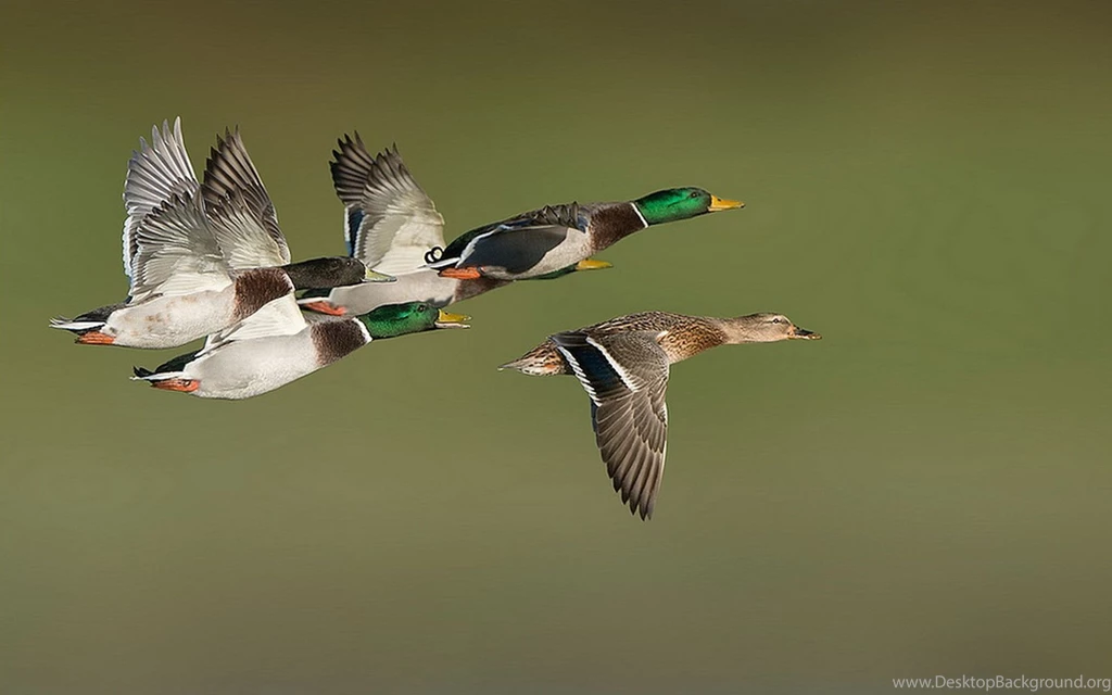 Wild Ducks Flying Wallpaper.jpg
