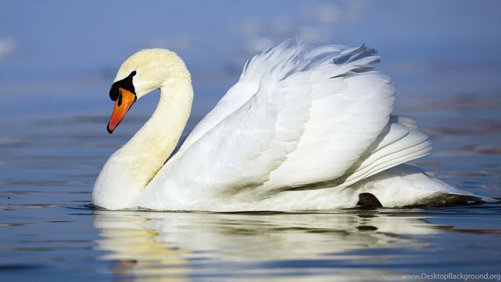 Duck Hunting Desktop Wallpaper, Duck Hunting Photos