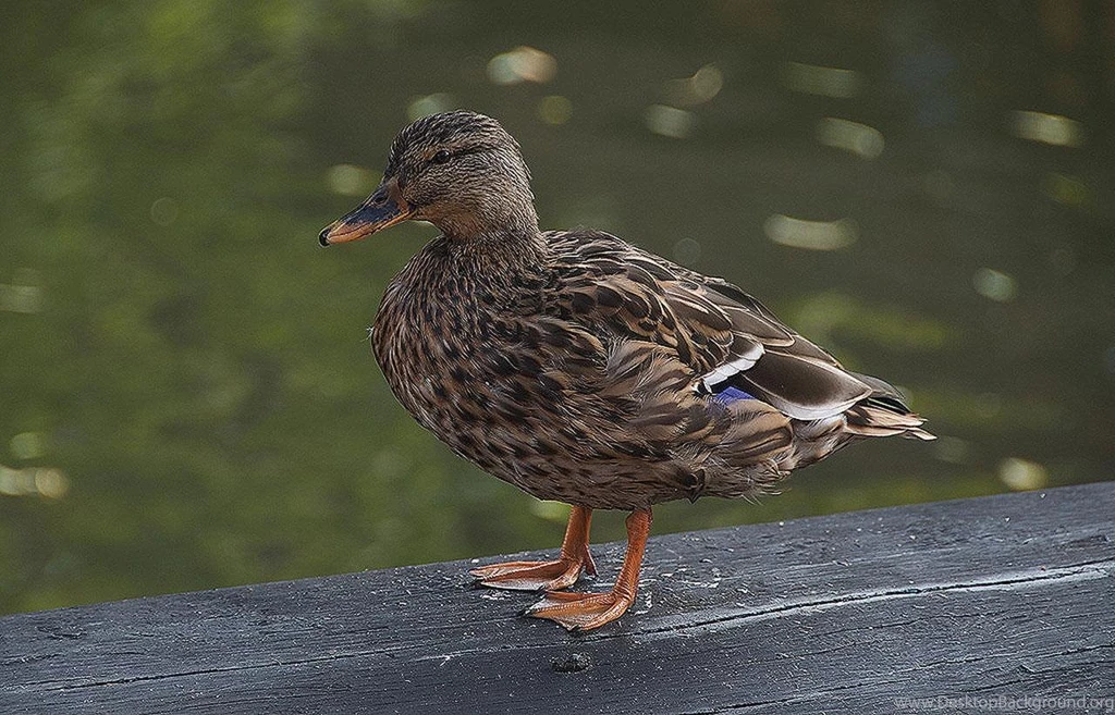 Free Wallpapers Danish Duck Wallpapers