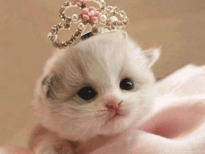 Cute Kitten Pics