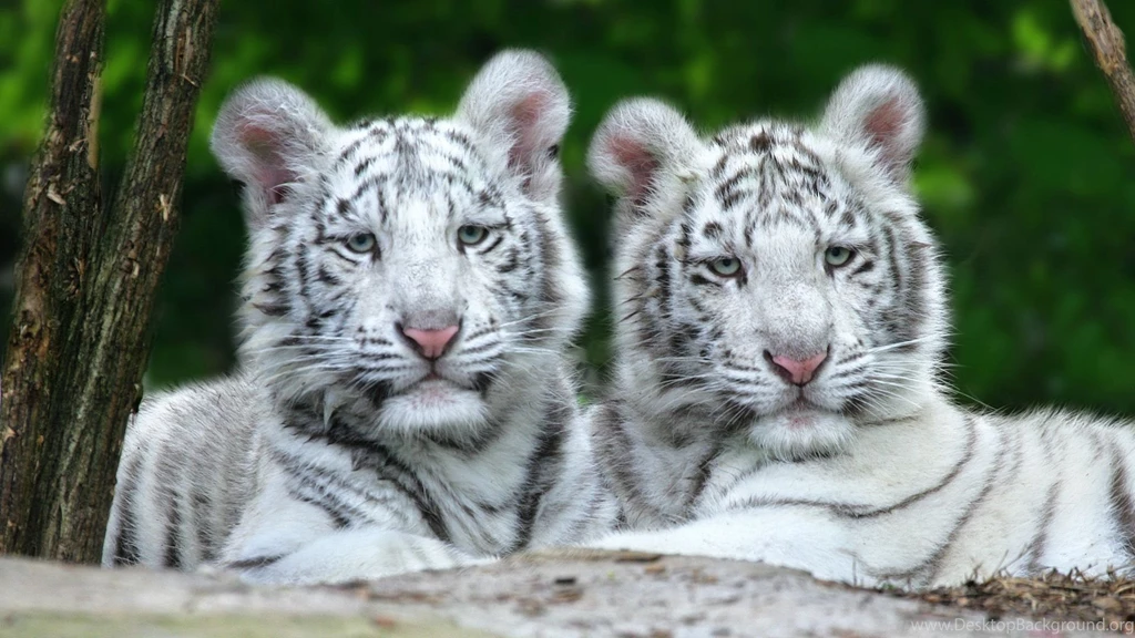 White Tiger Wallpapers
