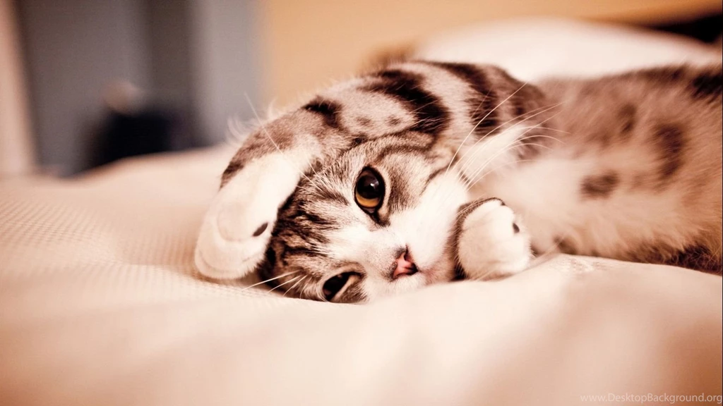 Gallery For Cute Kitty Wallpapers Desktop