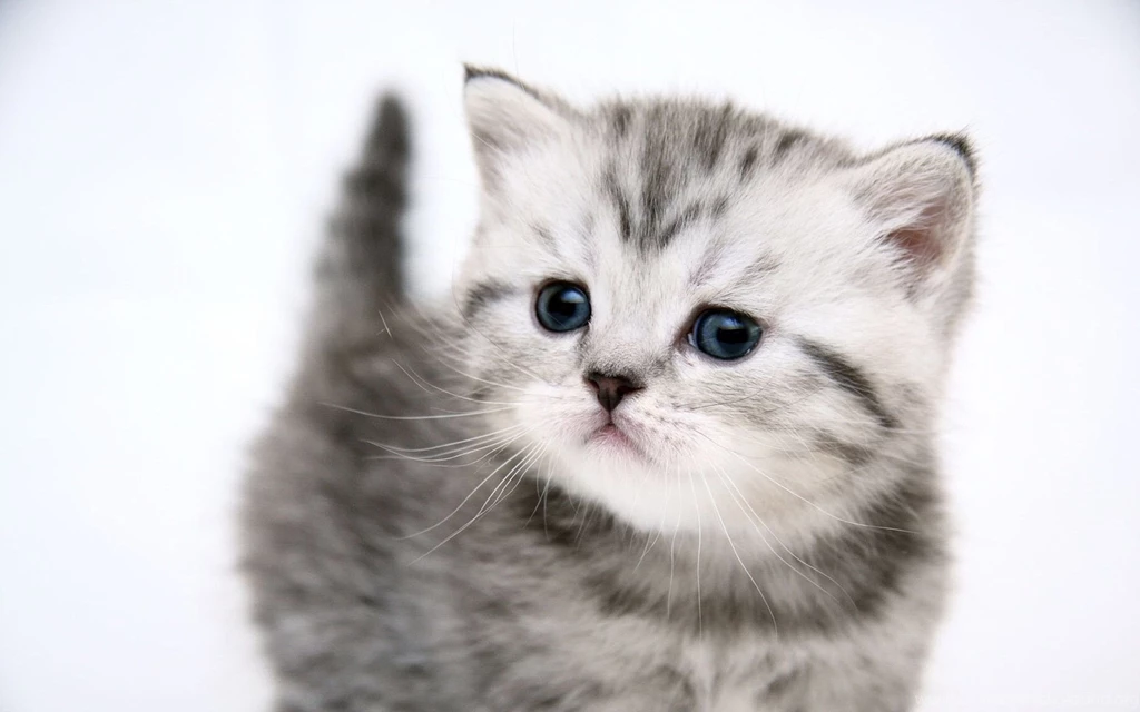 Cute Kitten HD Wallpapers