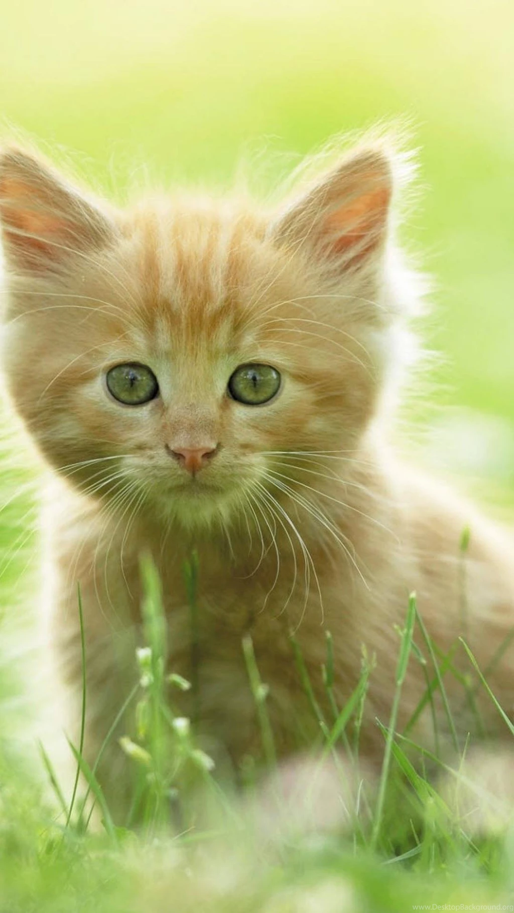 Cute Kitten Backgrounds Wallpapers