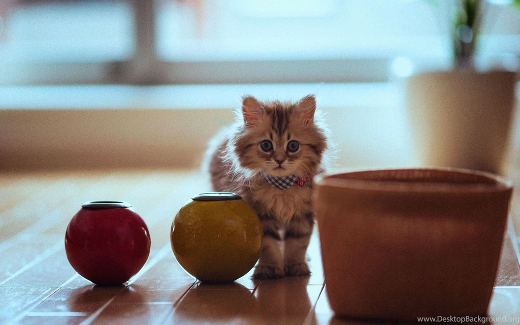 Cute Kitten HD Wallpapers New HD Wallpapers