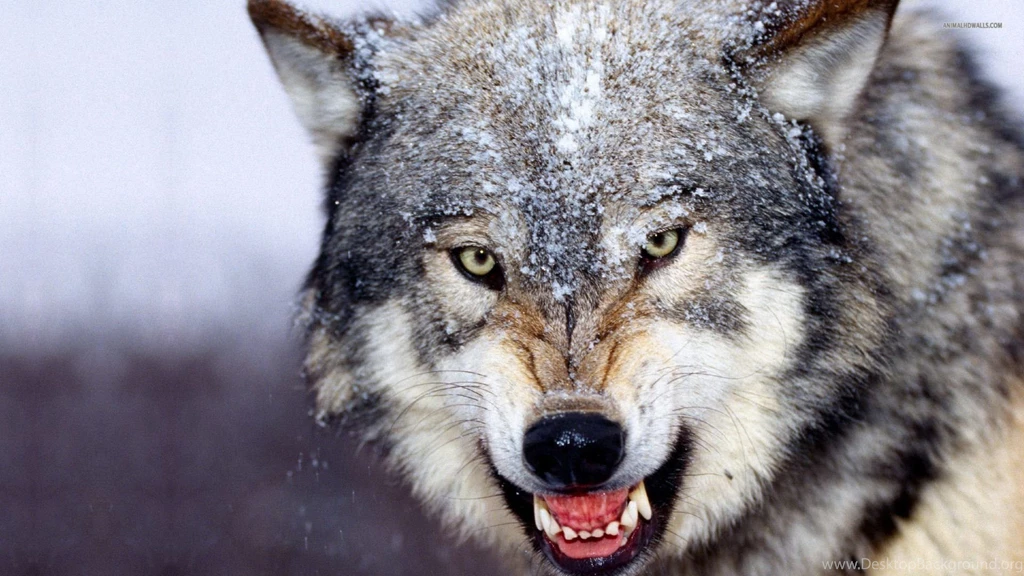 Wallpapers Wolf 1920x1080