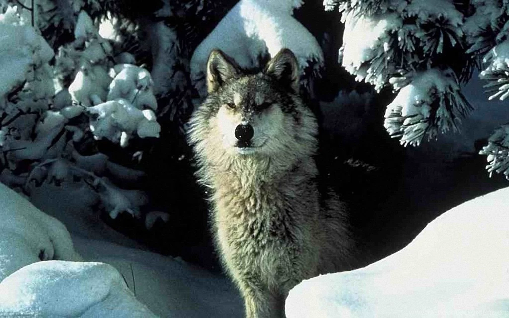 Wolf Wallpapers 1440x900 Wallpapers,Wolf 1440x900 Wallpapers ...