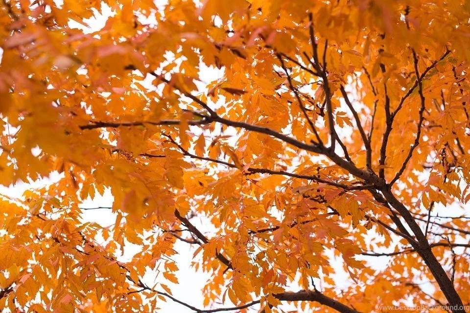 Fall, Leaves, Backgrounds Free Images On Pixabay