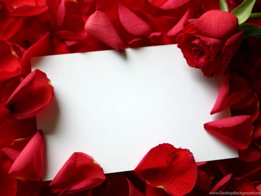Rose Wallpapers For Dekstop Backgrounds