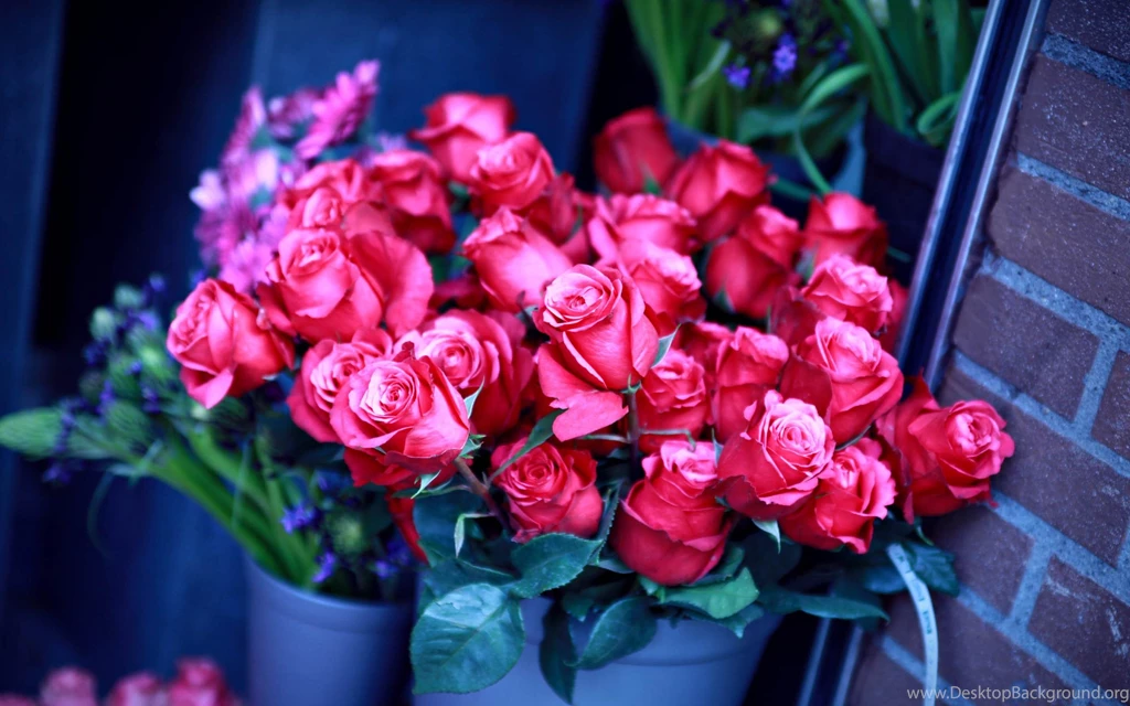 Beautiful Roses Image Wallpapers