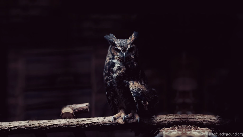 Download Wallpapers 3840x2160 Owl, Branch, Sit, Shadows, Dark 4K ...