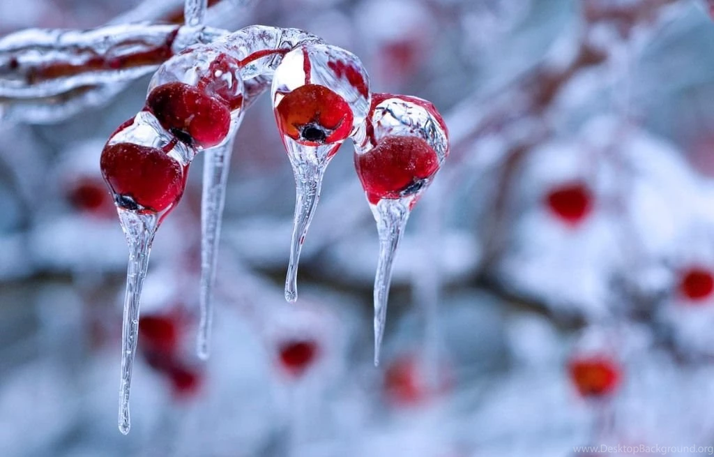 Winter nature photography nature backgrounds snow backgrounds ...