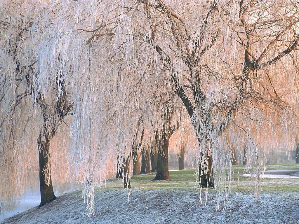 Winter nature photos free 787.jpg