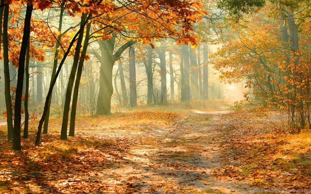 1280x800 Nature Autumn Forest Wallpapers