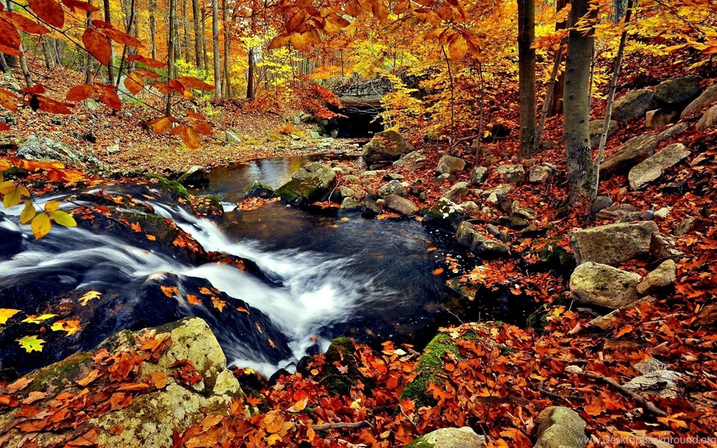 Autumn In The Forest Wallpapers
