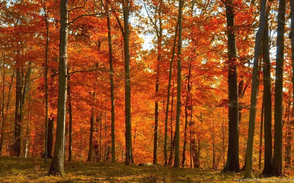 Wallpapers catalogue.com Yellow red Autumn Forest In 1440x900 ...