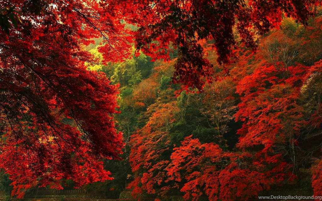 2880x1800 Red Autumn Forest Hd Wallpapers