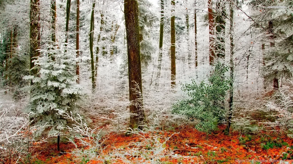 Early Winter In The Autumn Forest Wallpapers