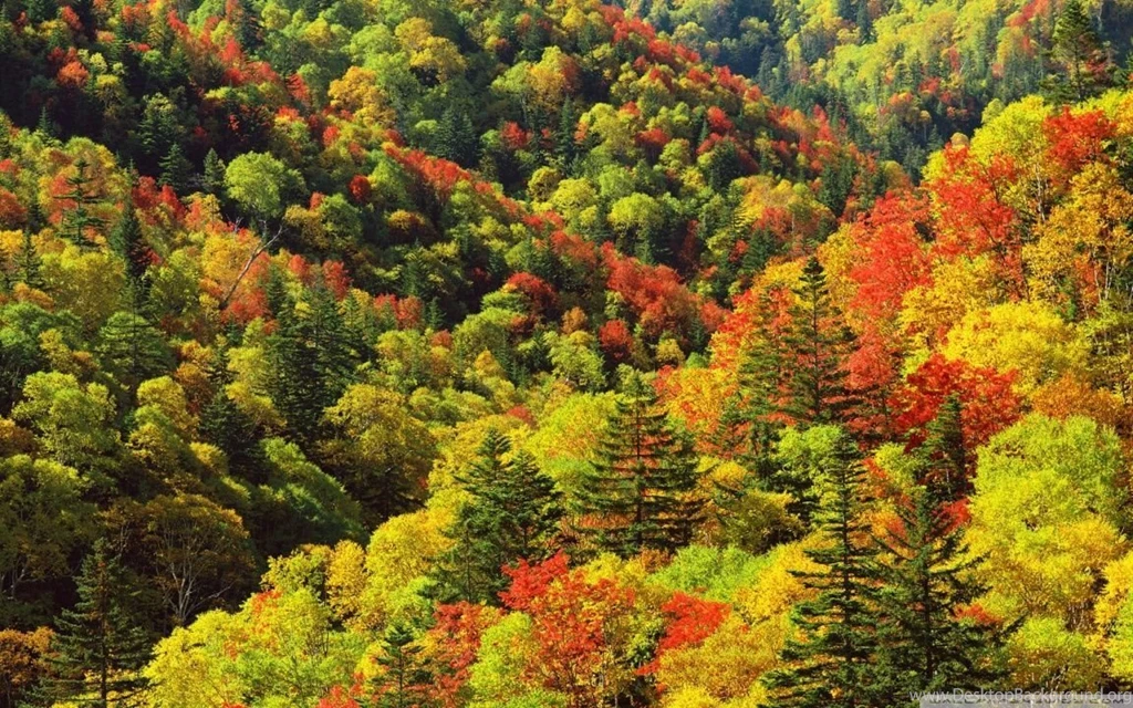 Autumn, Forest, Japan HD Desktop Wallpapers : High Definition ...