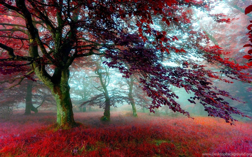 Red Effect Autumn Forest Wallpapers 1920x1200 1635475