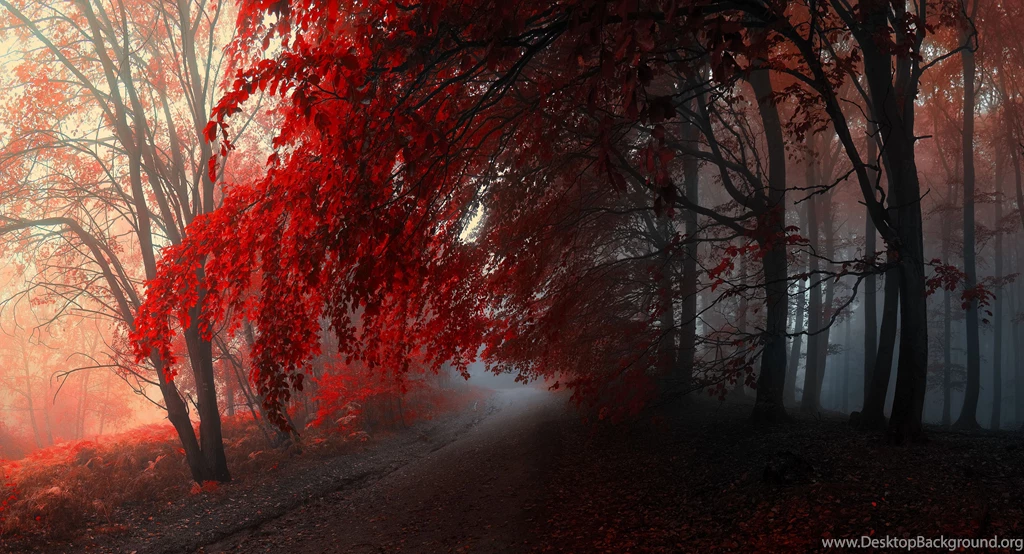 Autumn Forest Wallpaper. Watch Free HD Wallpapers Nature Mobile ...