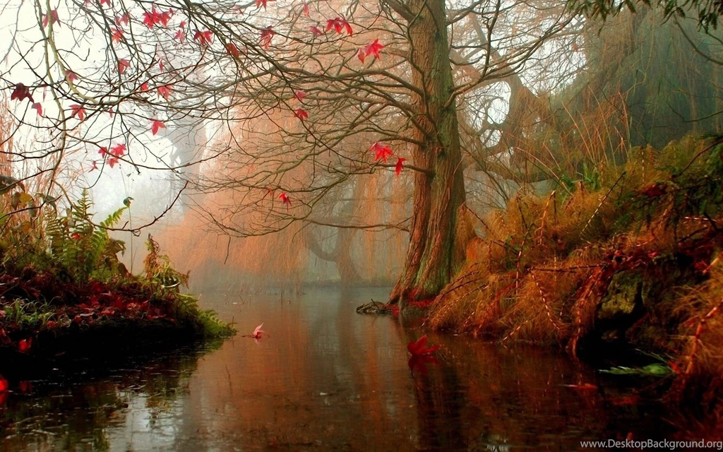 FOREST WALLPAPERS