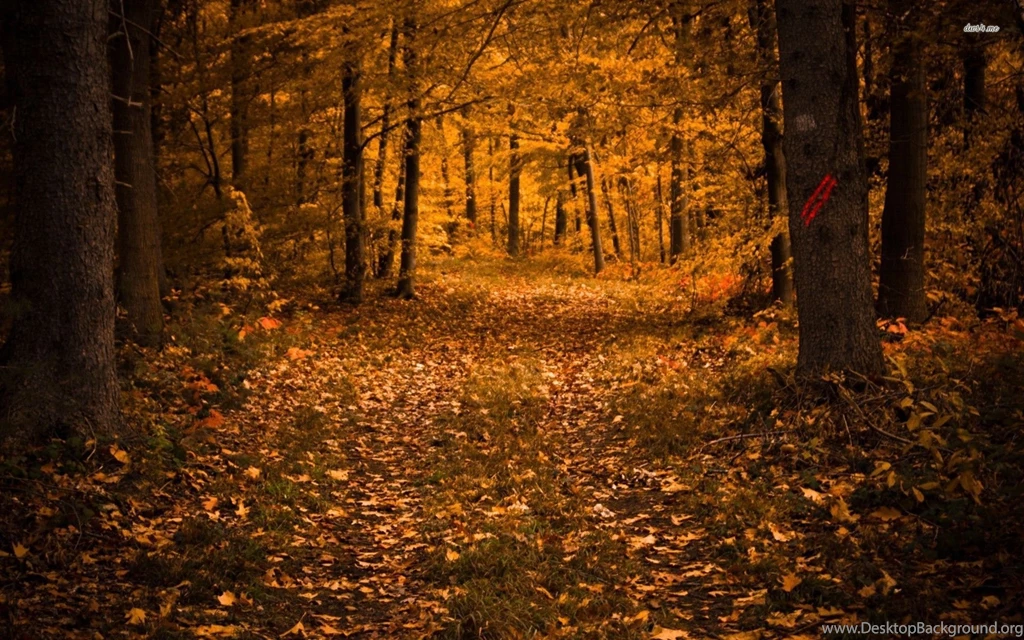 Alley In The Autumn Forest Wallpapers Nature Wallpapers