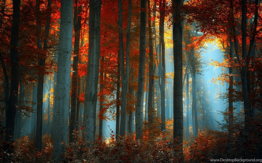 Autumn Forest Pictures, Wallpapers With Autumn Forest
