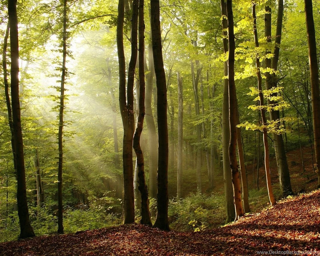 1280x1024 Autumn Forest Leaves Wallpapers