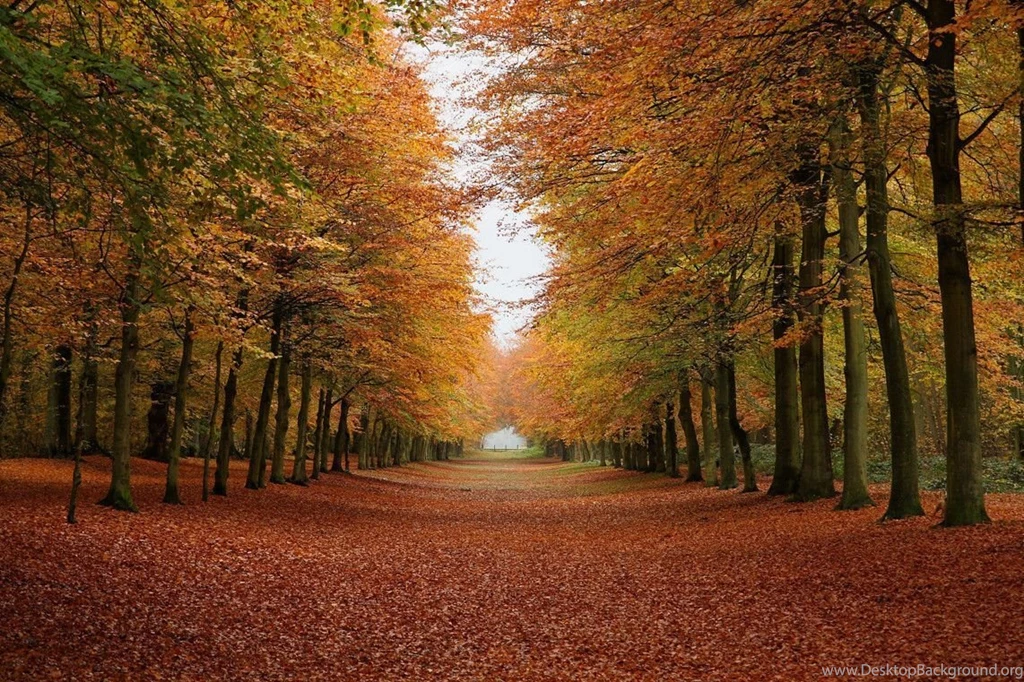 Autumn Forest Wallpapers Desktop Backgrounds