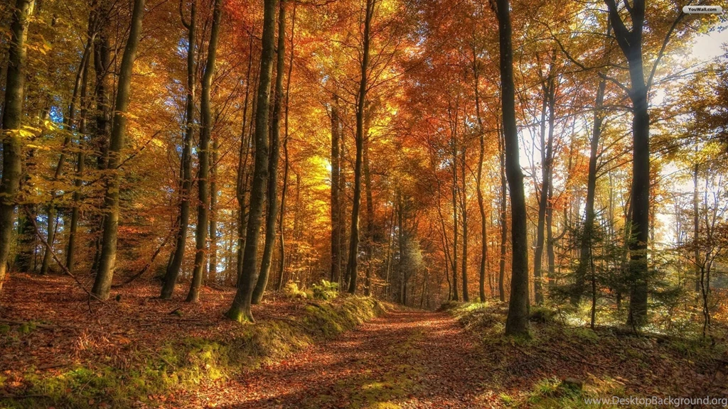 YouWall Autumn Forest Path Wallpapers Wallpaper,wallpapers,free ...