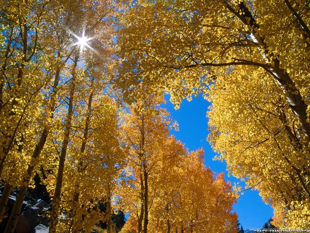 Forest Wallpapers Nature Wallpapers Crazy Frankenstein