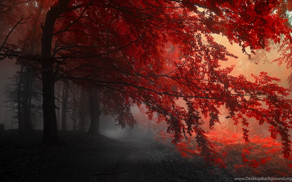 Red Autumn Forest Wallpapers
