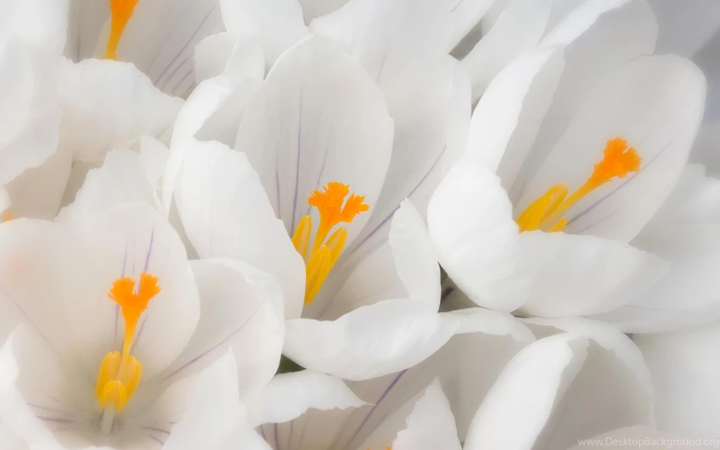 Desktop Wallpapers · Gallery · Nature · Wedding White Crocus ...