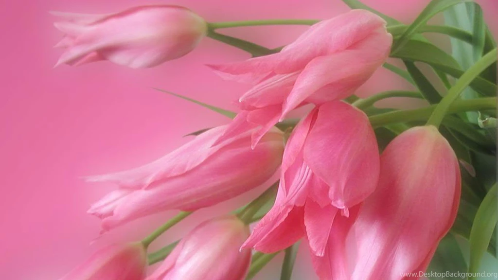 Desktop Wallpapers · Gallery · HD Notebook · Wedding Tulips ...