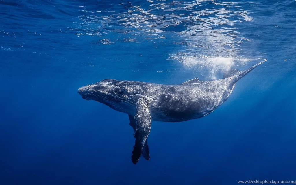 Blue Whale Ocean Underwater Wallpapers Your HD Wallpapers