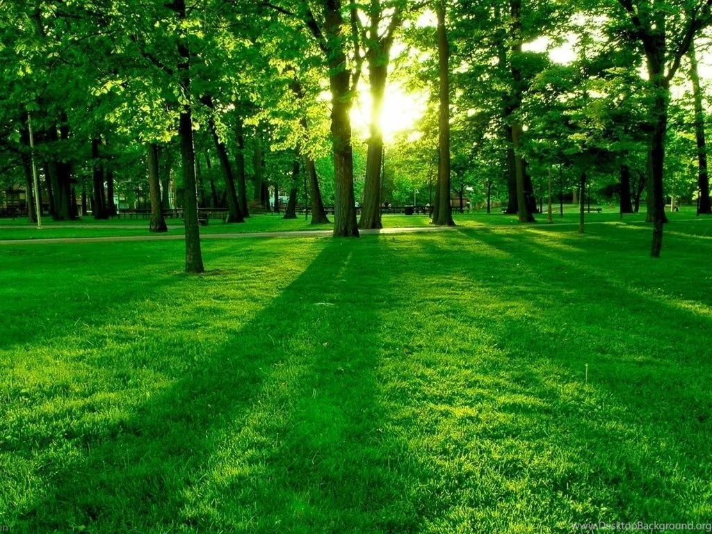 Green Grass Wallpapers Wallpapers 1024x768 504361