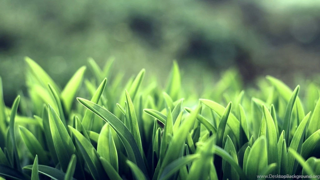 Download 1920x1080 Beautiful Green Grass Wallpapers