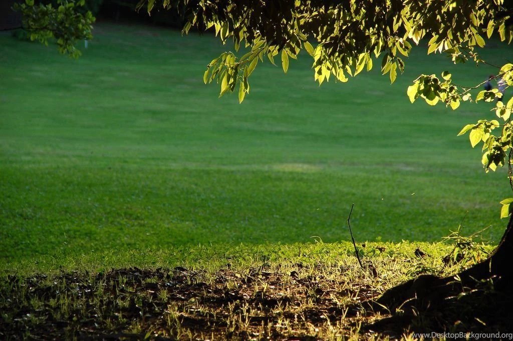 1024x681 Green Grass Desktop PC And Mac Wallpapers